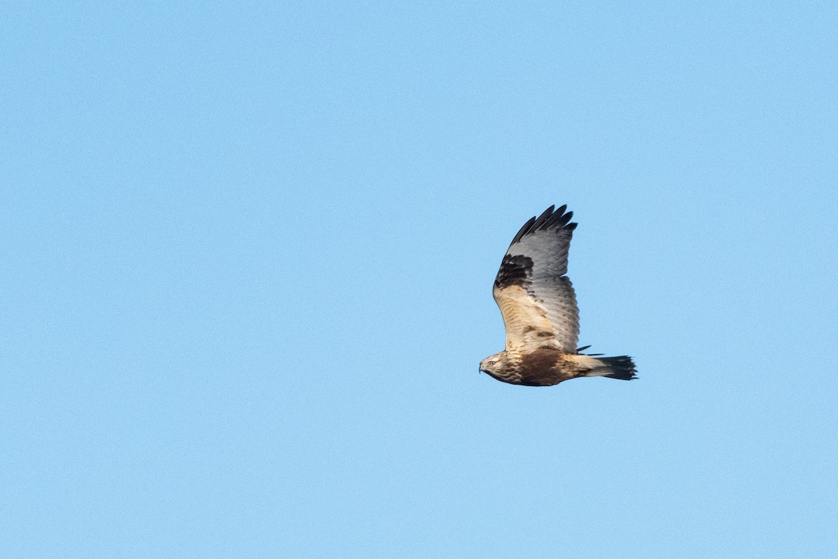 Rough-legged Hawk - ML554859191