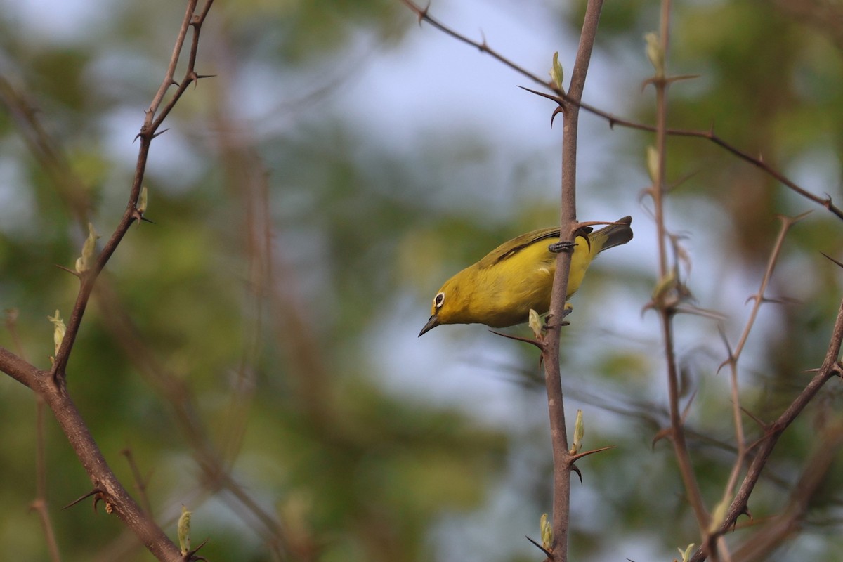 Northern Yellow White-eye (senegalensis/demeryi) - Charley Hesse TROPICAL BIRDING