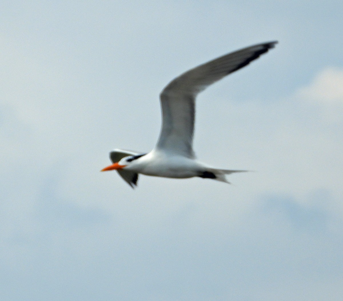 Royal Tern - Jock McCracken