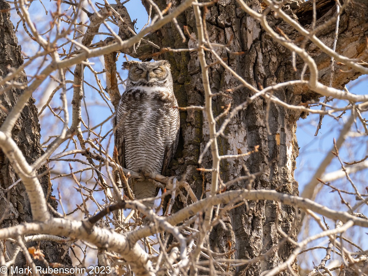 Great Horned Owl - ML554860231