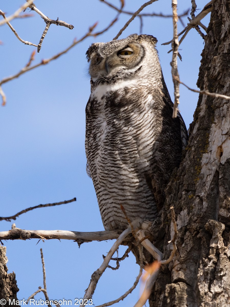 Great Horned Owl - ML554860281