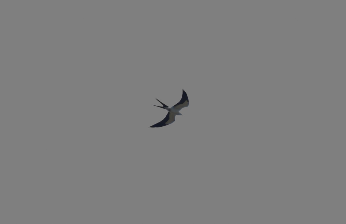 Swallow-tailed Kite - ML55486131