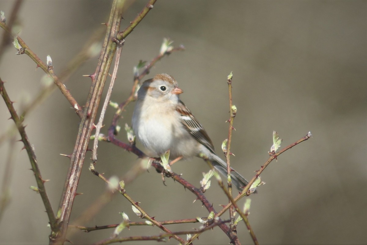 Field Sparrow - ML554861771