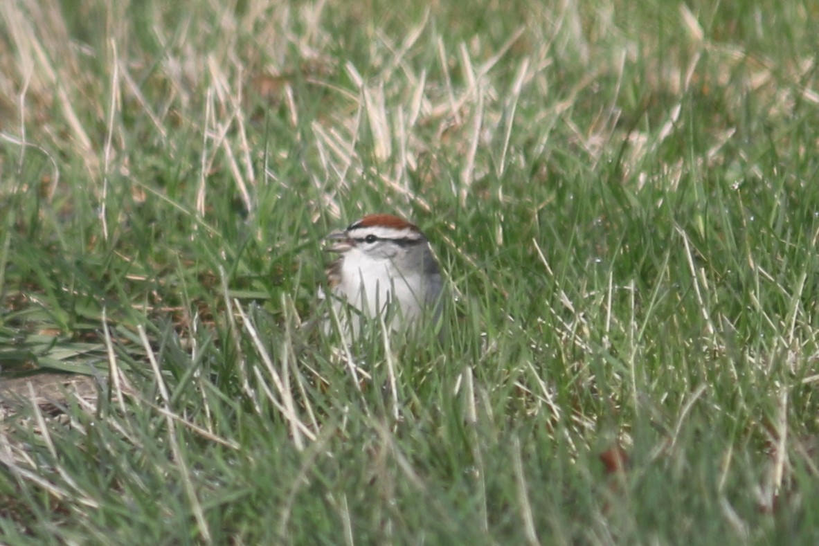 Chipping Sparrow - ML554861821