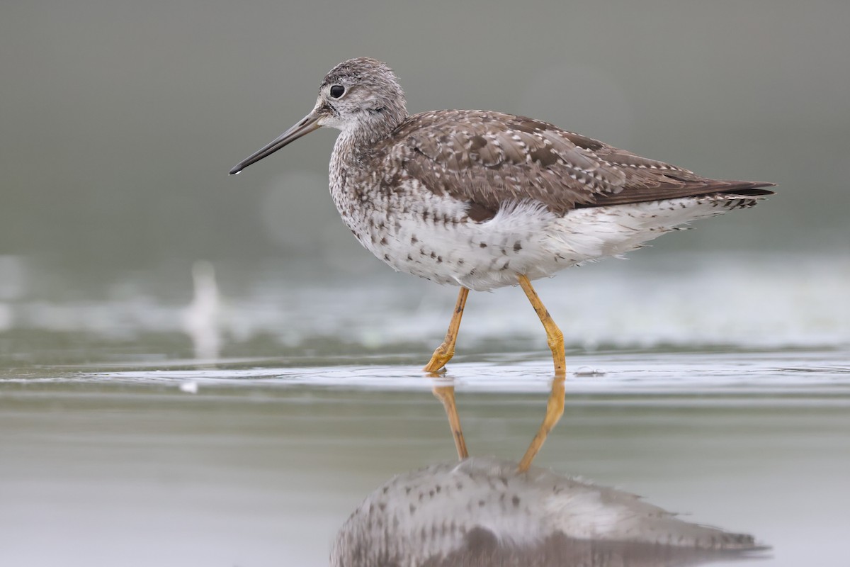 Greater Yellowlegs - Chris Kennelly