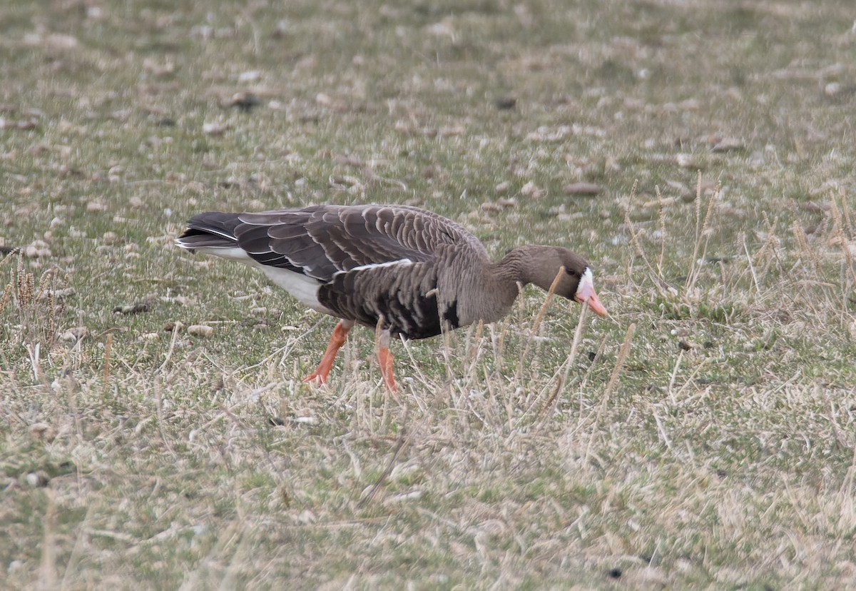 Greater White-fronted Goose - ML554862471