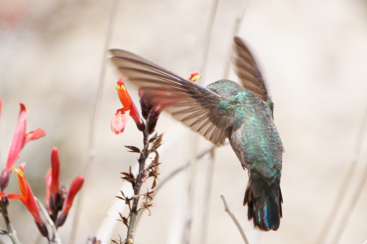 Costa's Hummingbird - Susanne Meyer