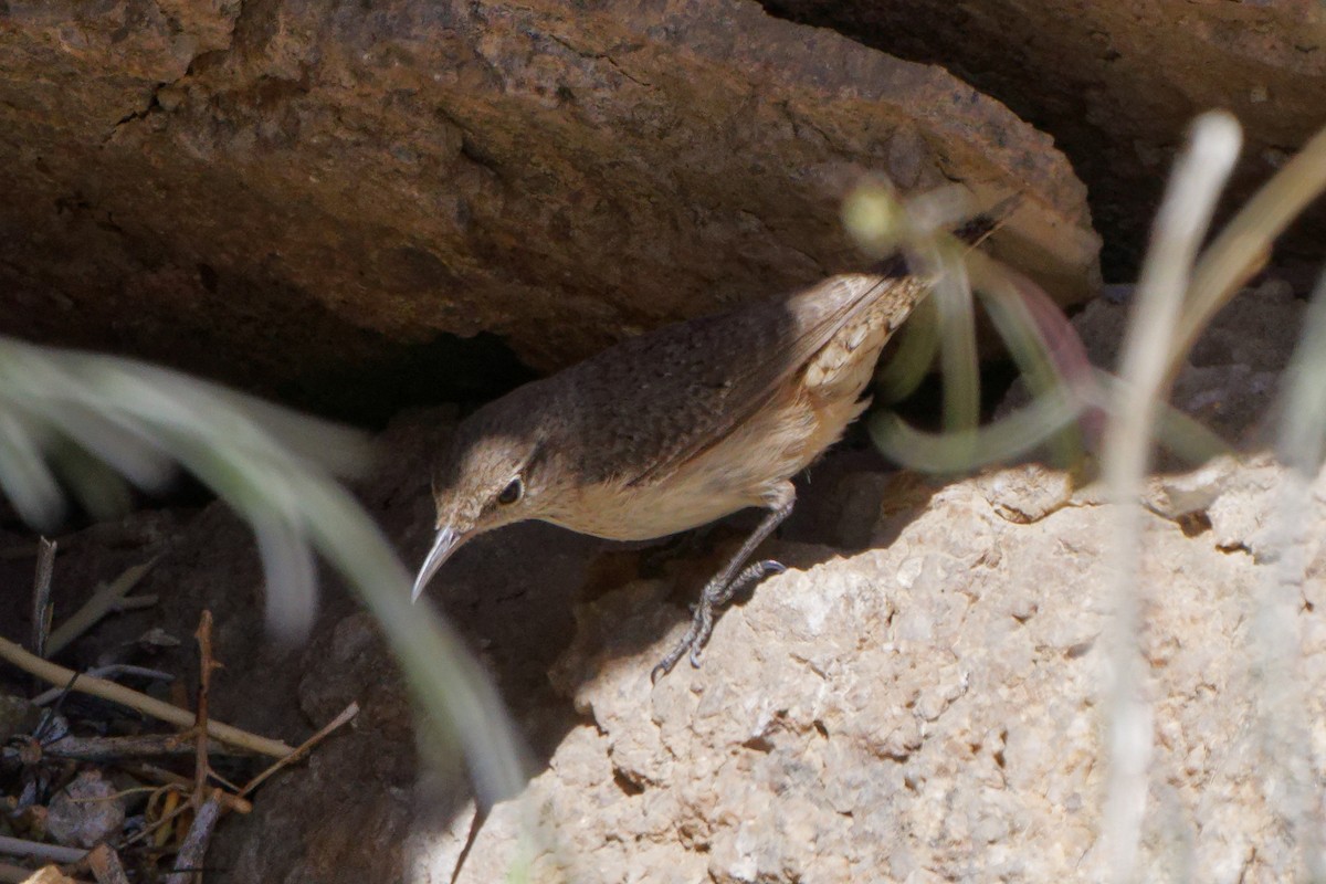 Rock Wren - ML554863431