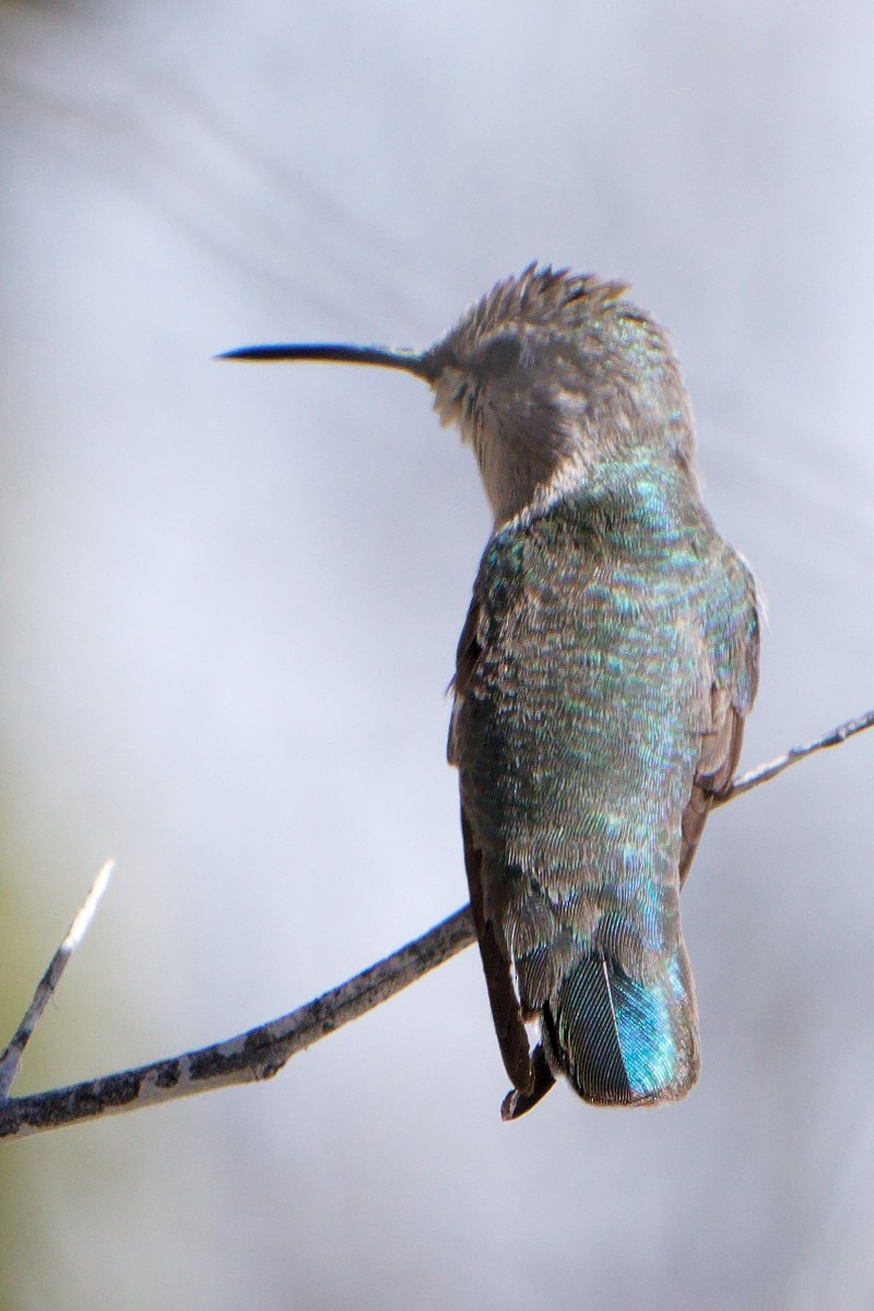 Costa's Hummingbird - Susanne Meyer