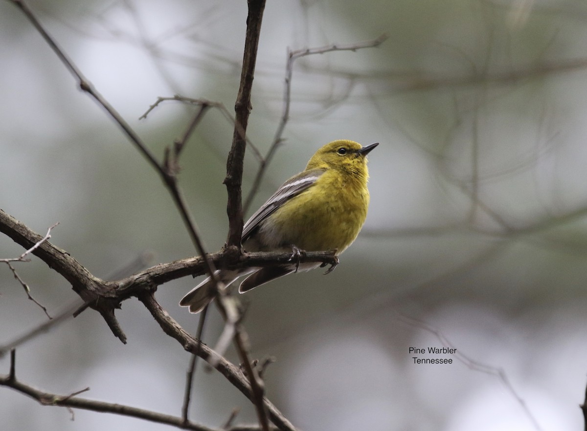 Pine Warbler - Mike O'Malley