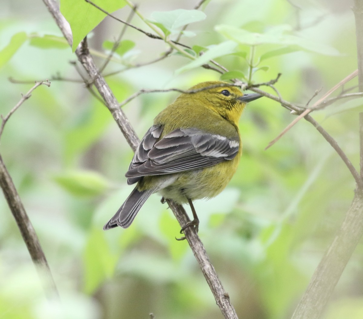 Pine Warbler - ML554865231