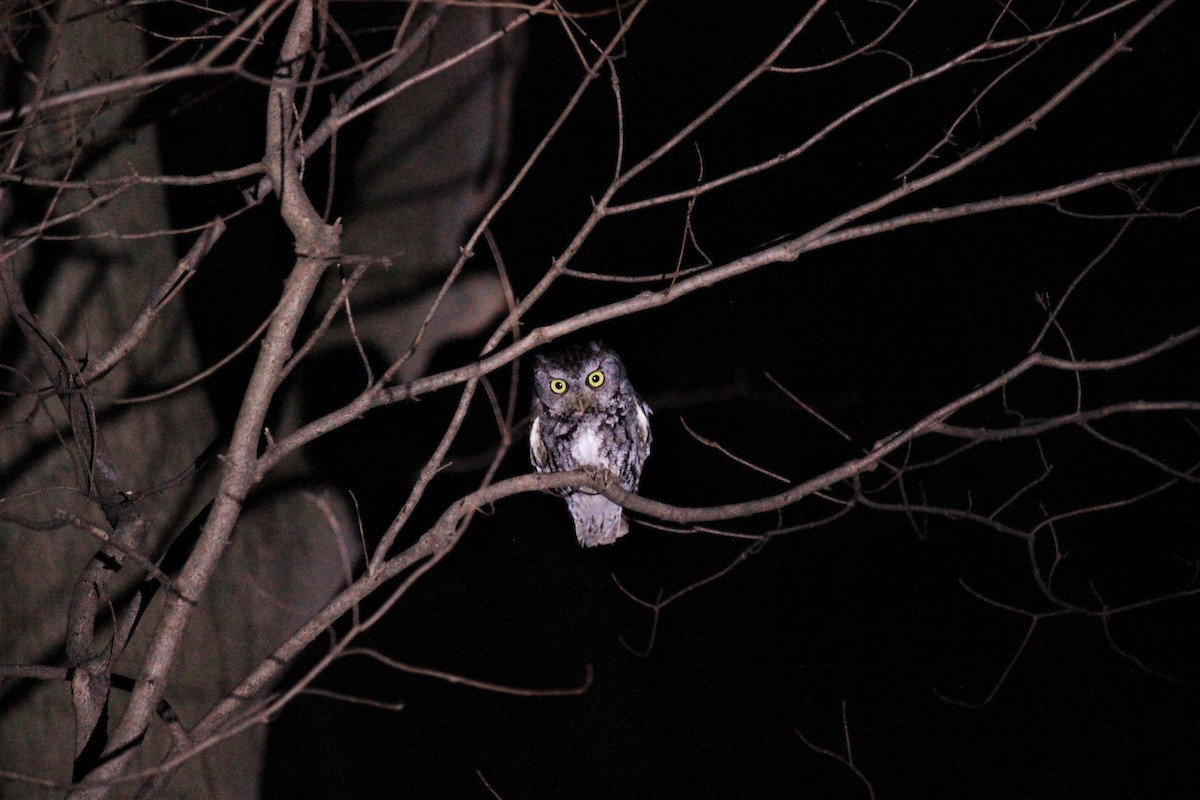 Eastern Screech-Owl - ML554865521