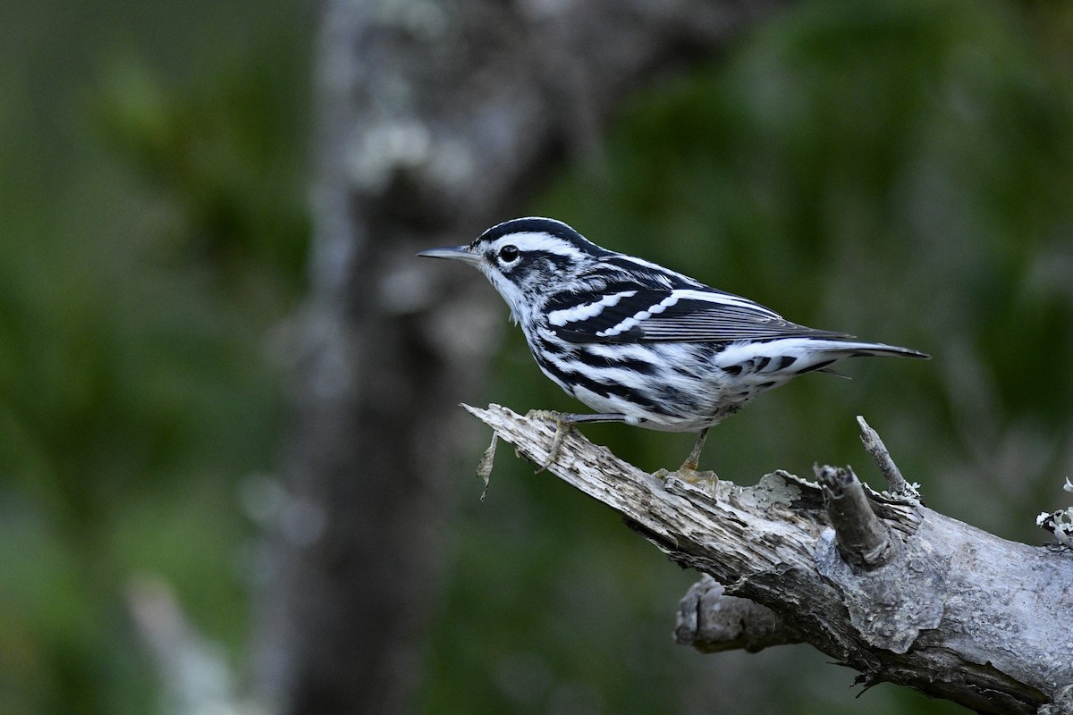 Black-and-white Warbler - ML554865881