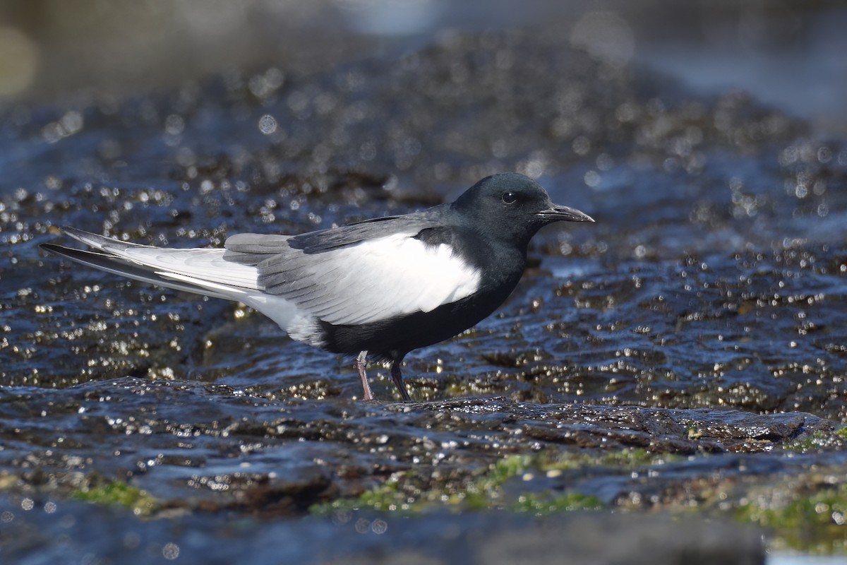 White-winged Tern - ML554866171