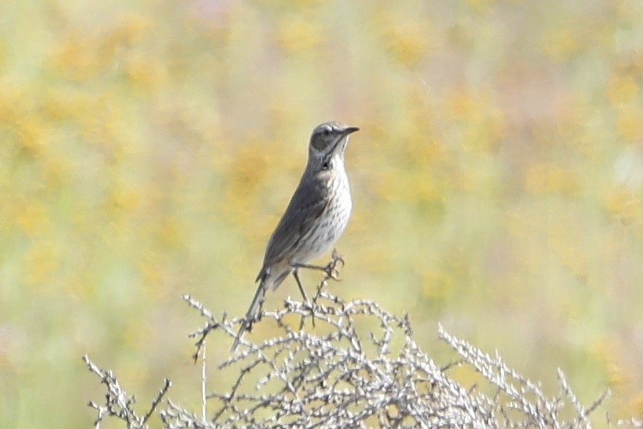 Sage Thrasher - ML554869581