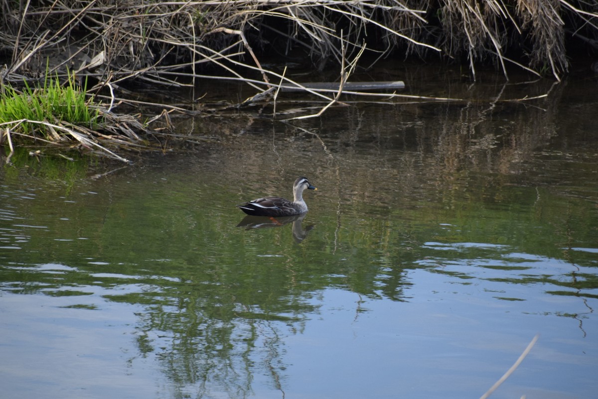 Eastern Spot-billed Duck - ML554870501