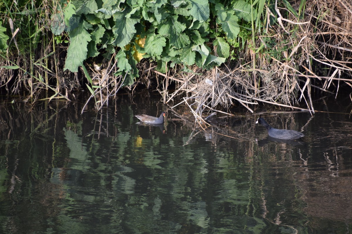 Gallinella d'acqua - ML554870651
