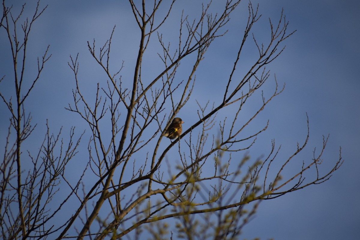 Oriental Greenfinch - ML554870871