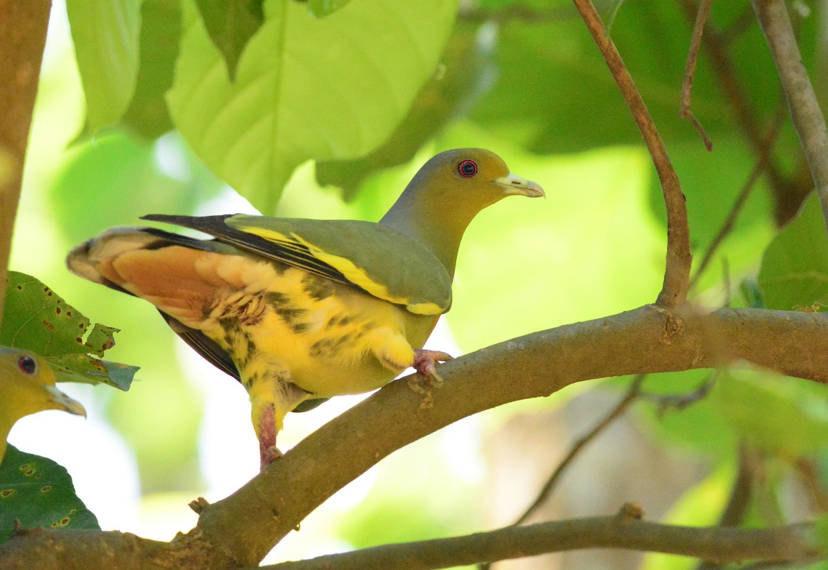 Orange-breasted Green-Pigeon - ML554871411