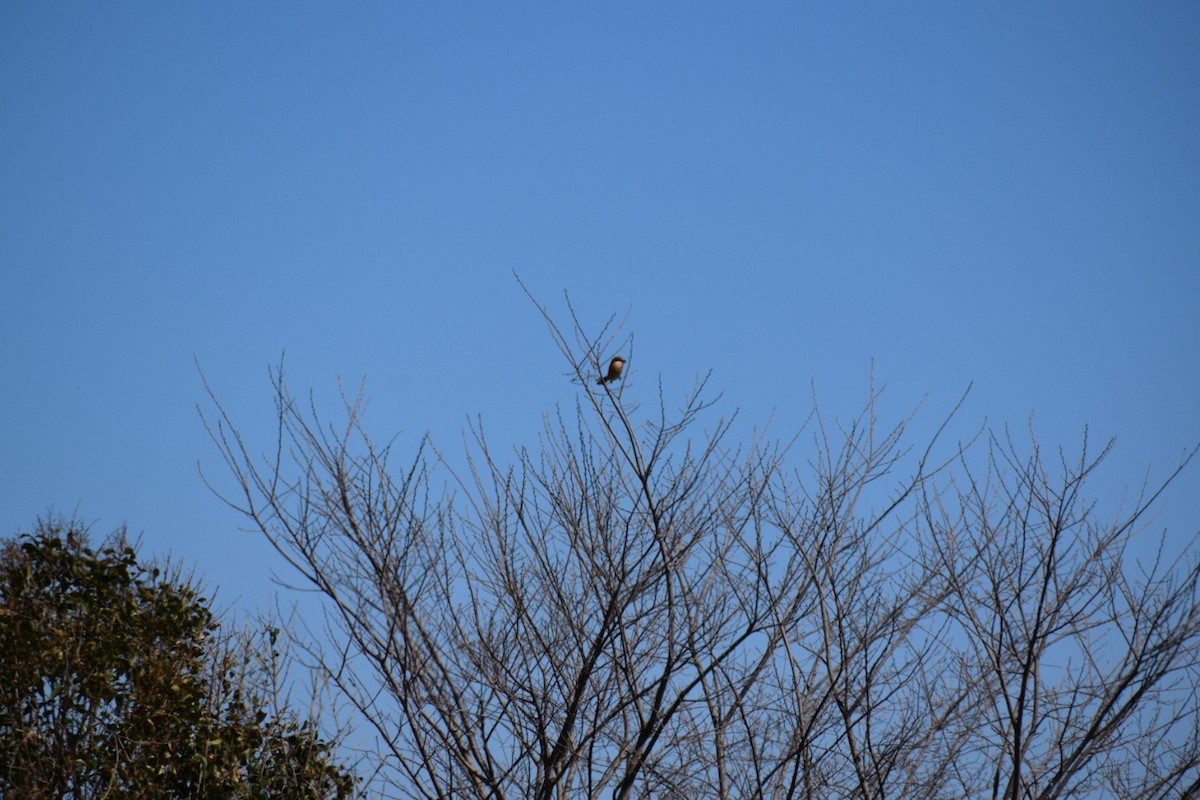 Bull-headed Shrike - ML554871621