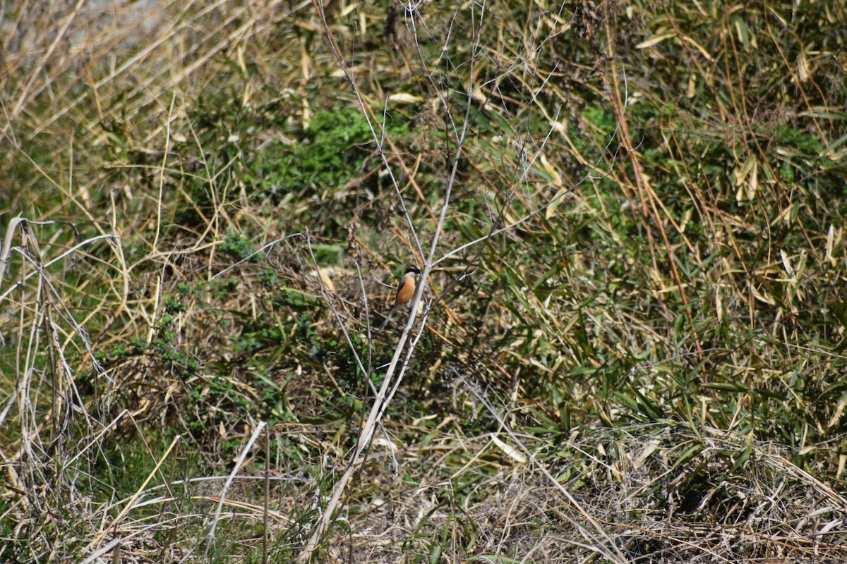 Bull-headed Shrike - ML554871671