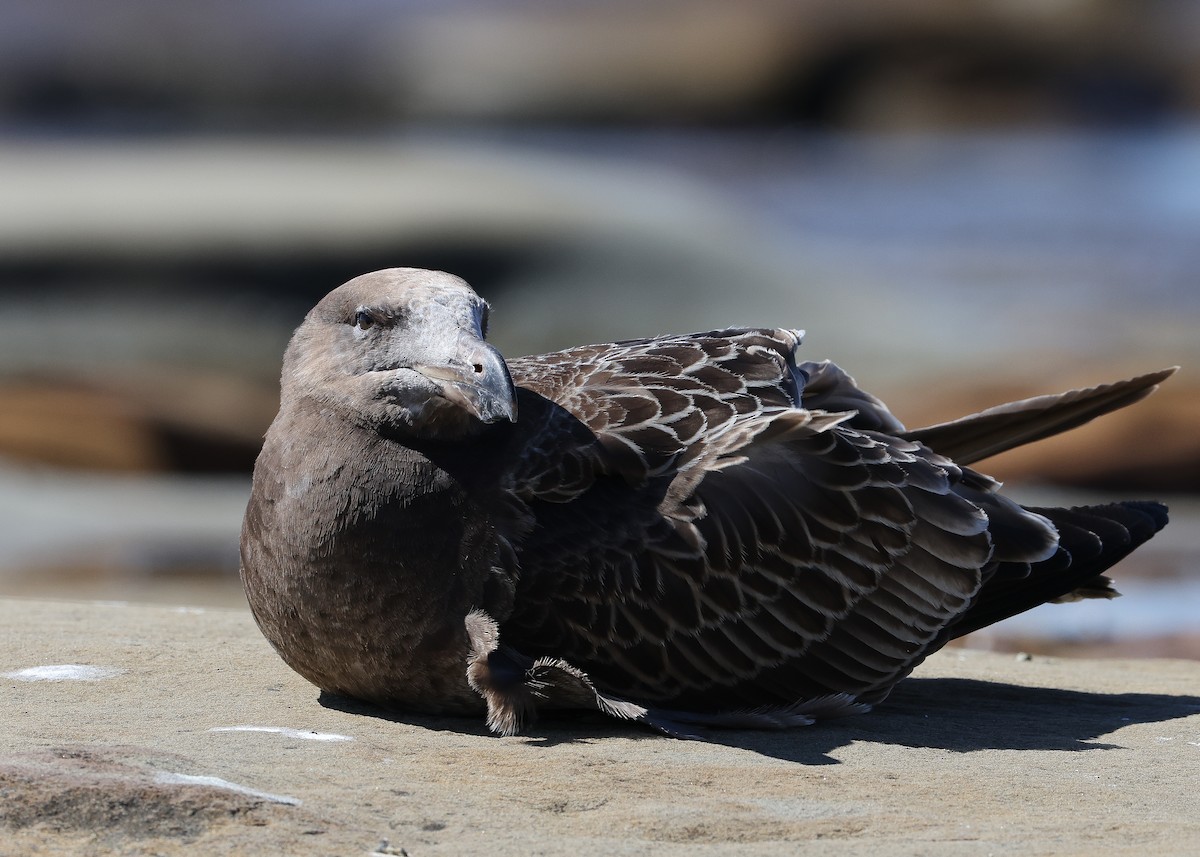 Pacific Gull - ML554871691