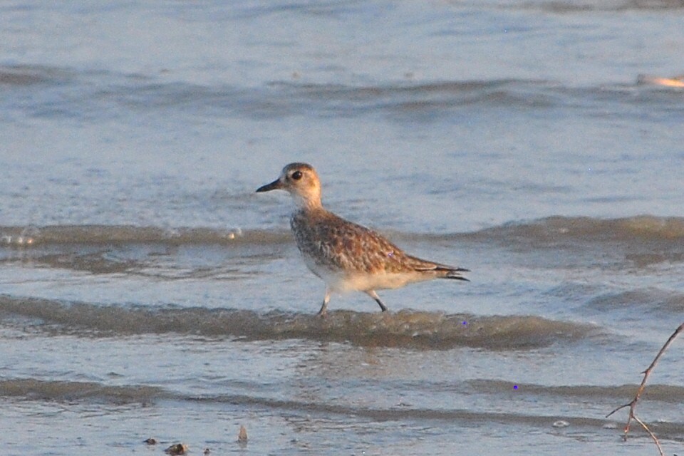 Black-bellied Plover - ML554871711