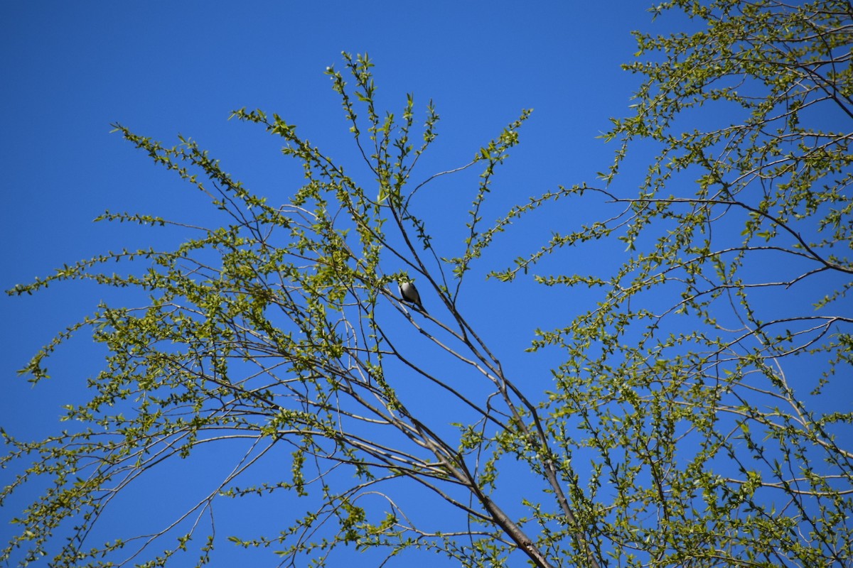 Asian Tit (Japanese) - ML554871751