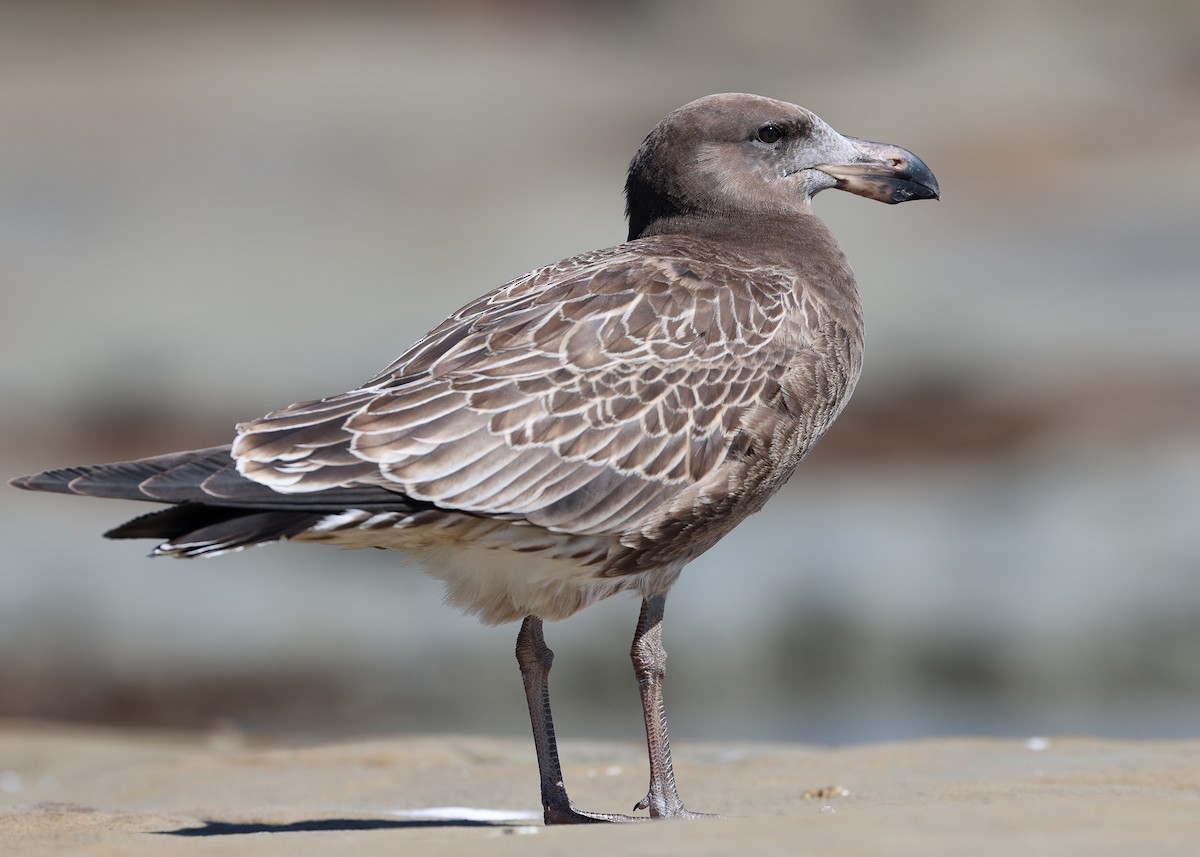 Pacific Gull - ML554871801