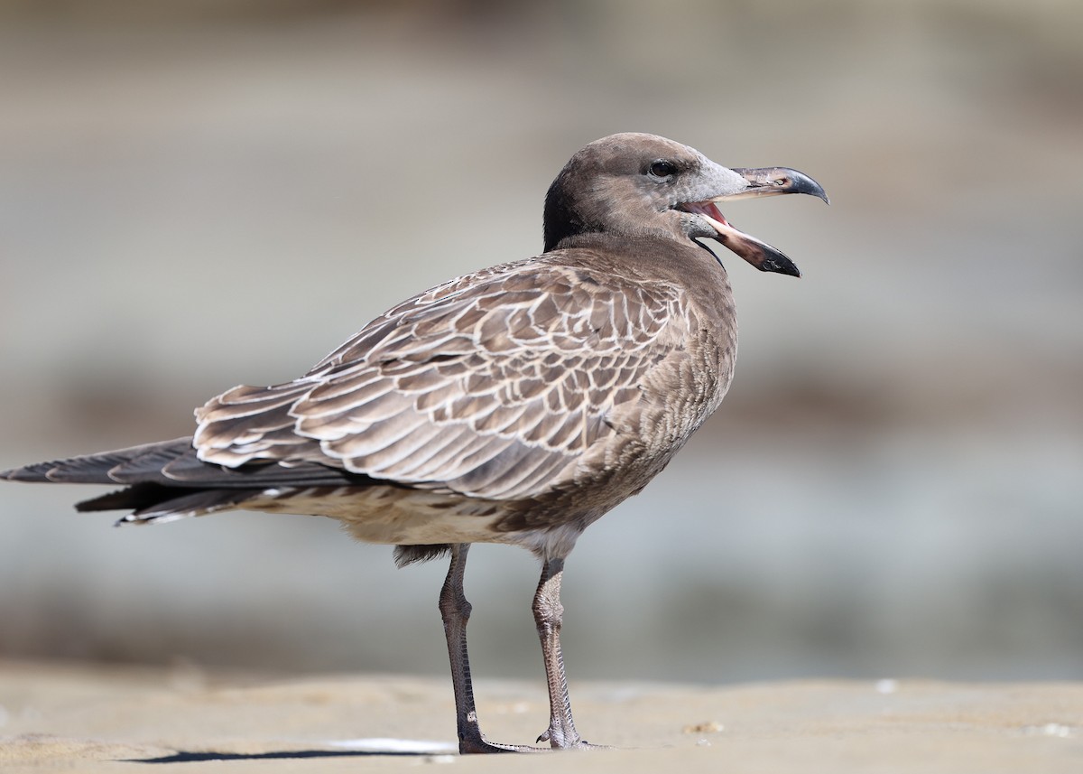 Pacific Gull - ML554871831