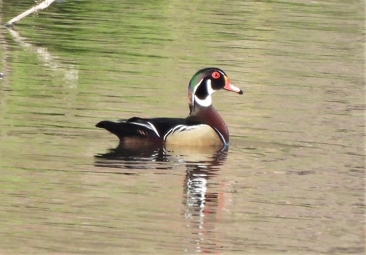 Wood Duck - ML554874241