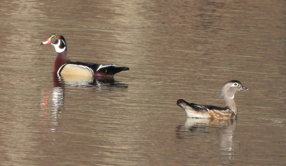 Wood Duck - ML554874251