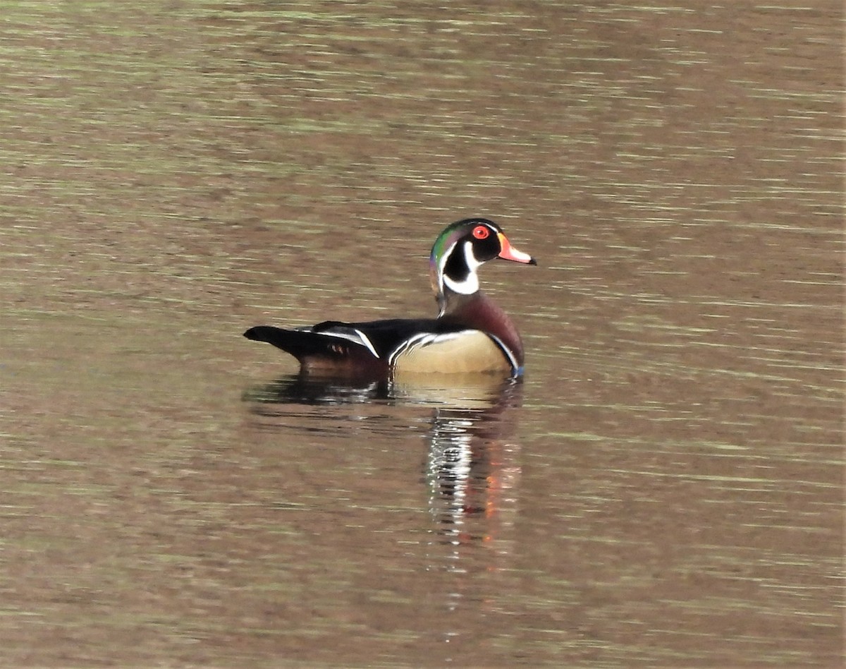 Wood Duck - ML554874261