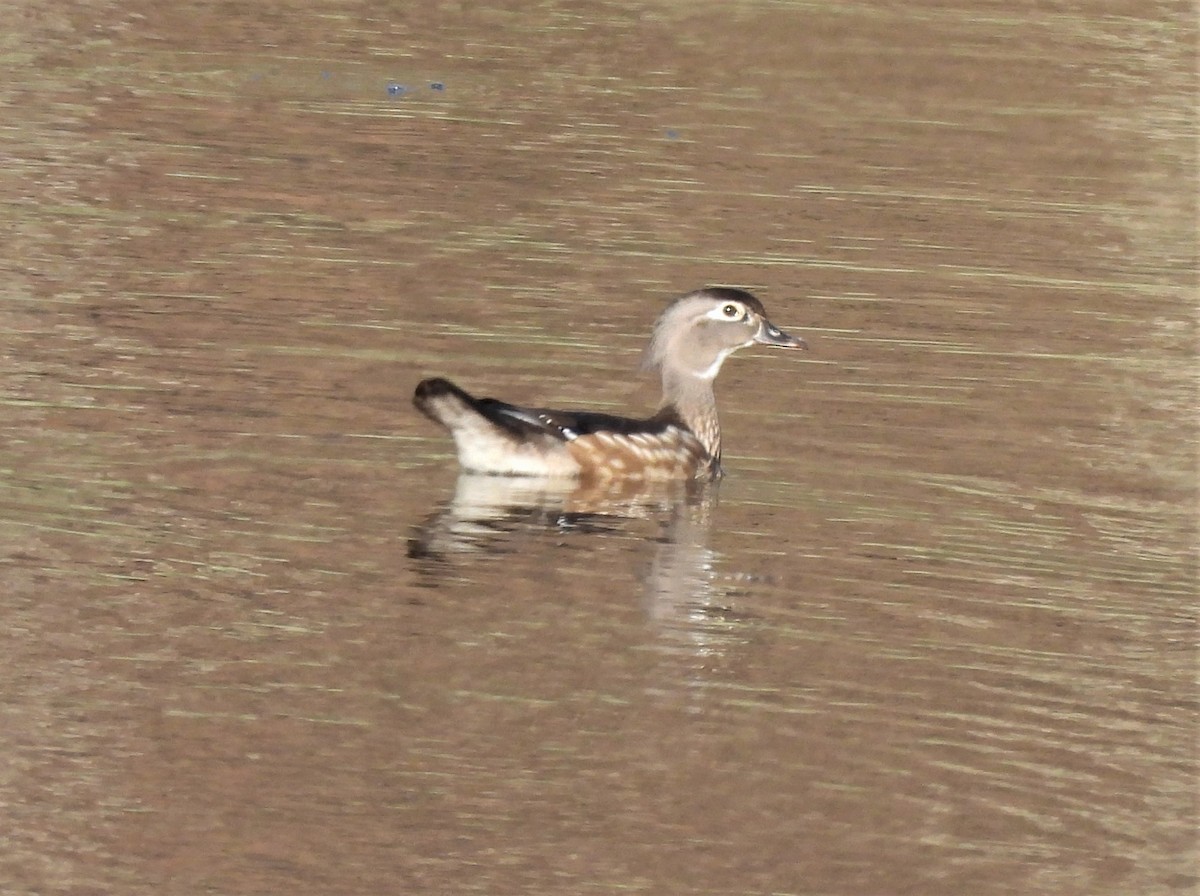 Wood Duck - ML554874271