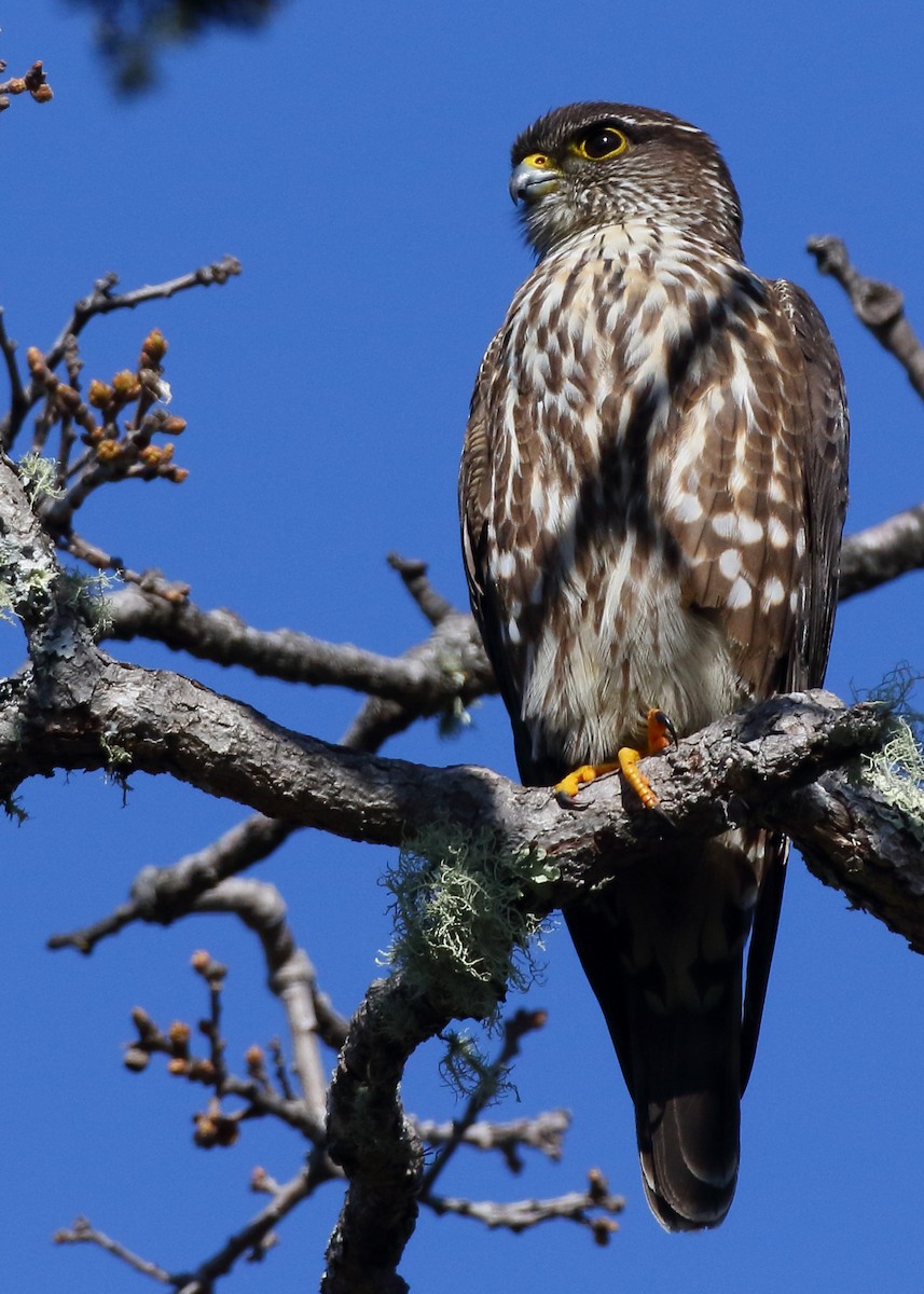 Merlin - Kent Leland