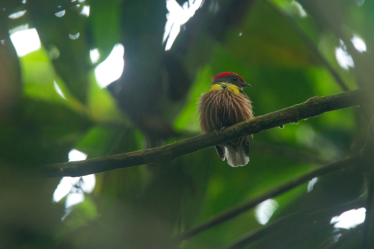 Painted Manakin - Juan Carlos Huayllapuma