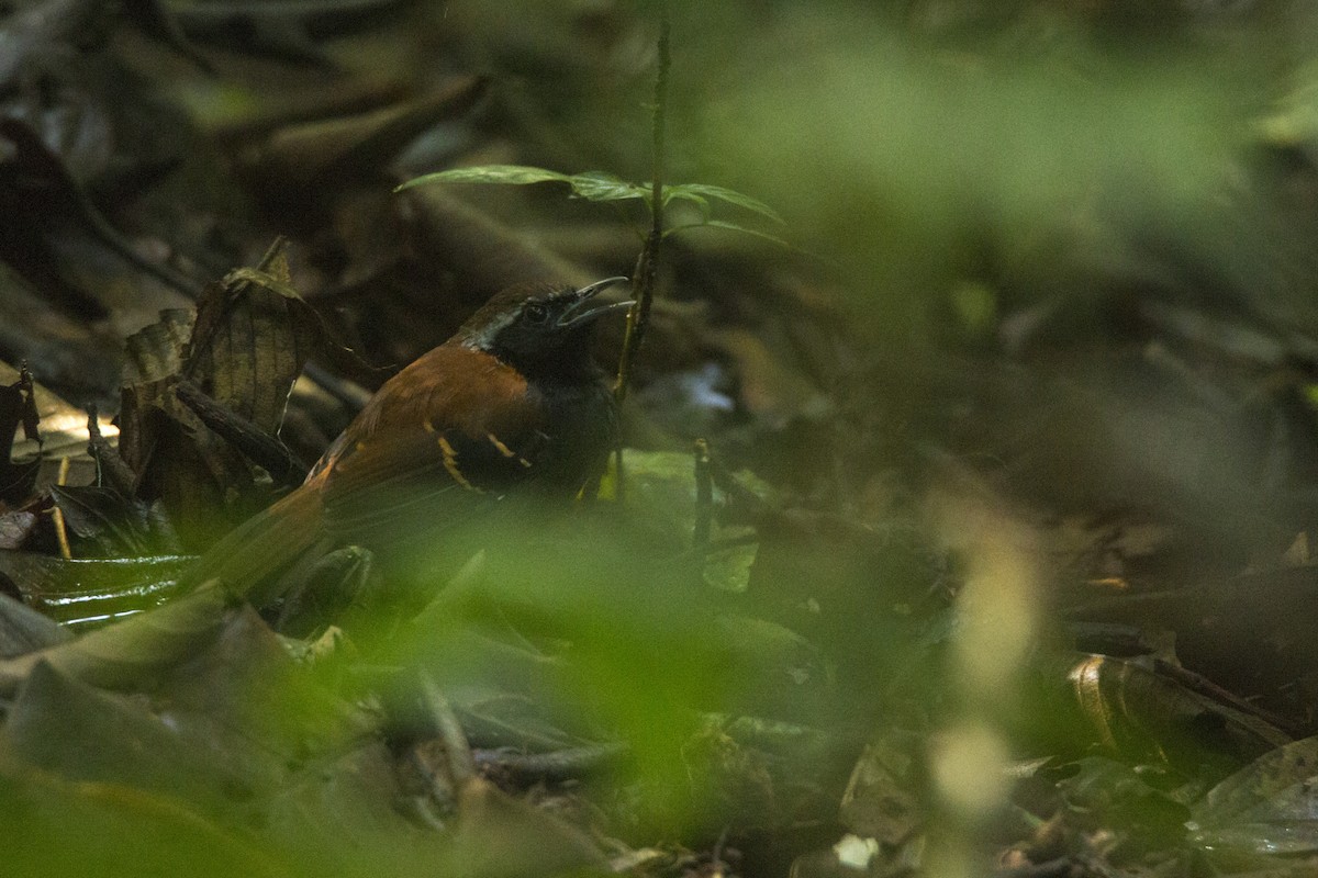 Cordillera Azul Antbird - ML554876991