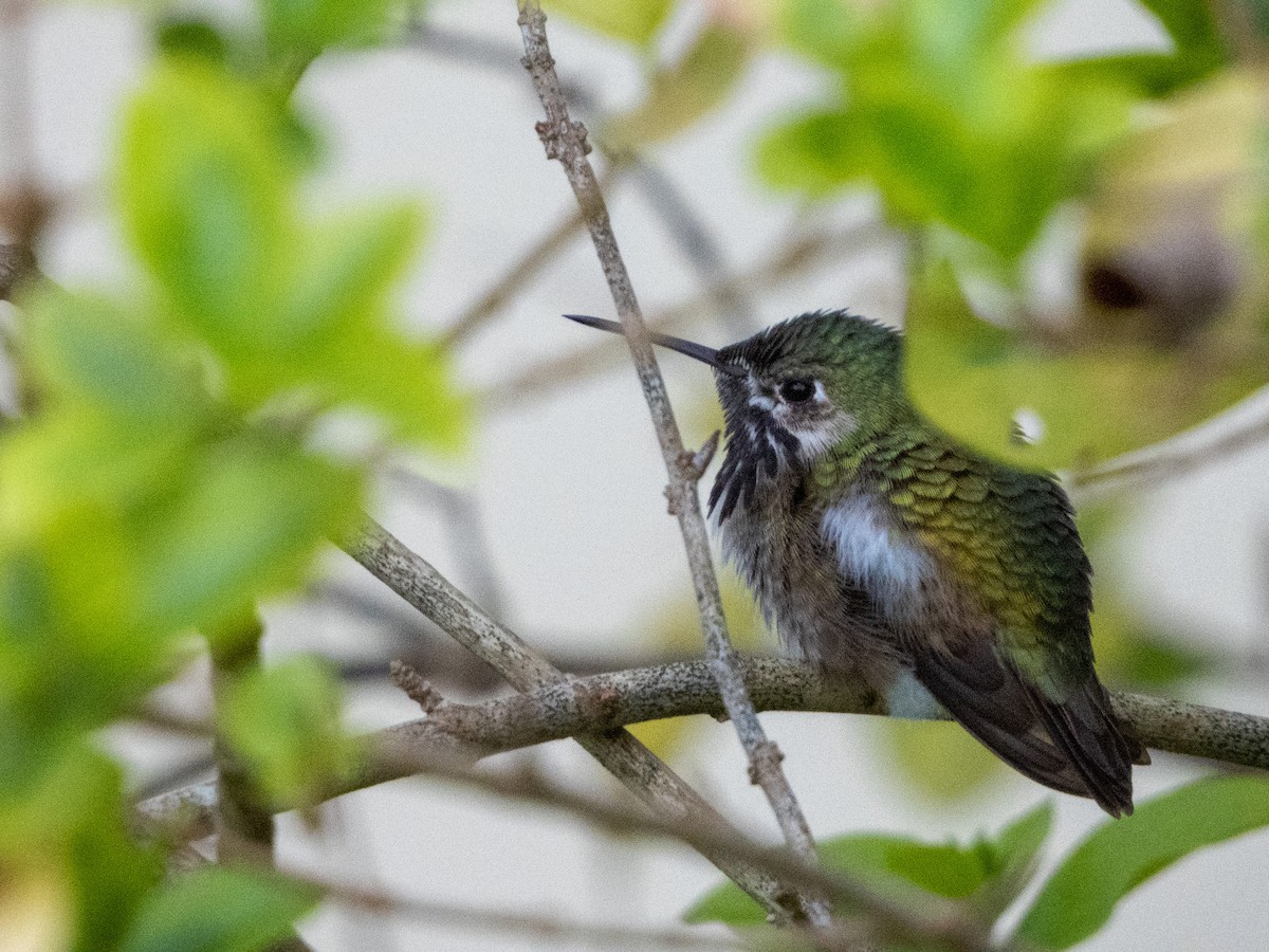 Calliope Hummingbird - ML554877521