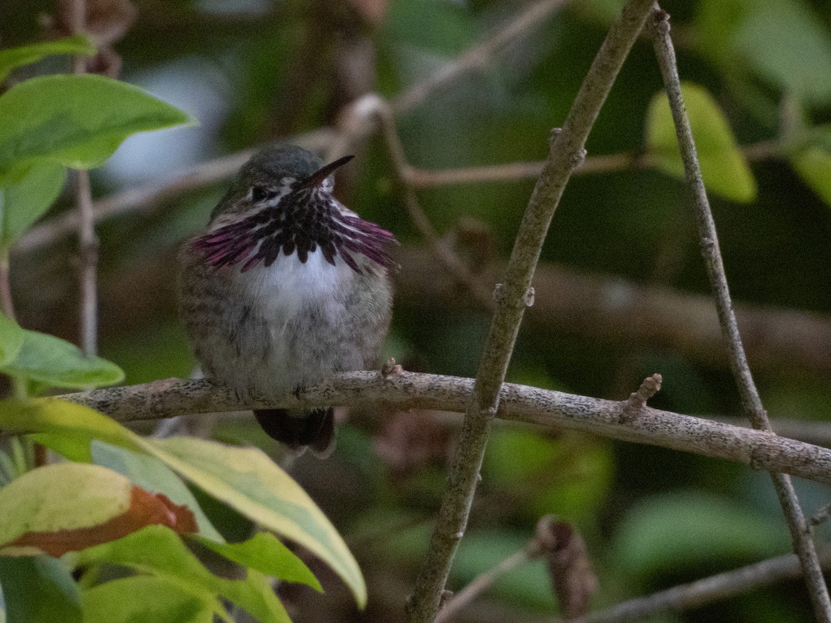 Calliope Hummingbird - ML554877531