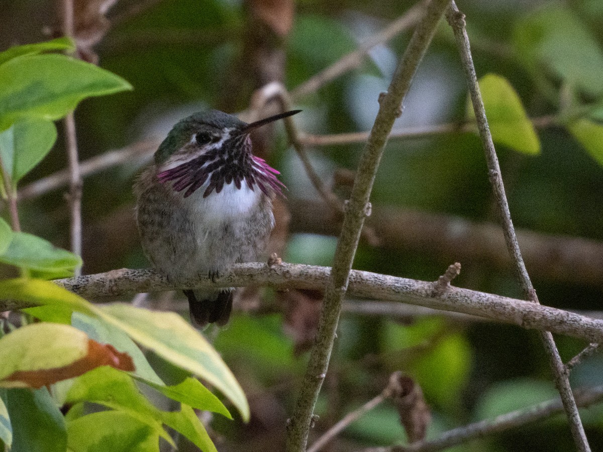 Calliope Hummingbird - ML554877541