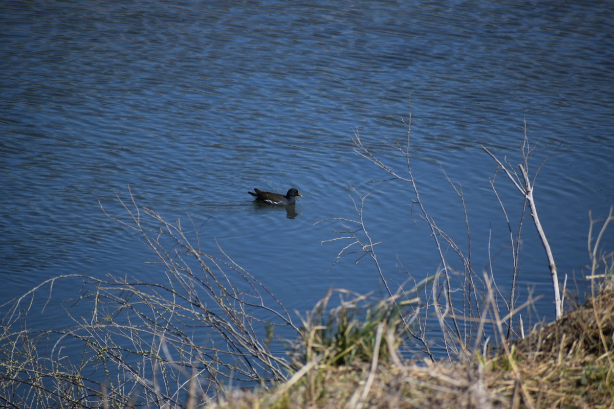 Gallinella d'acqua - ML554877551