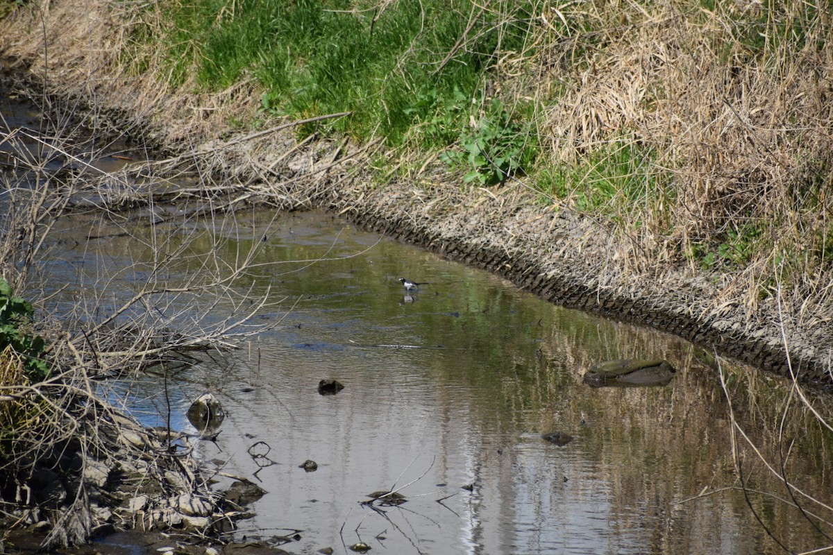 Japanese Wagtail - ML554878631