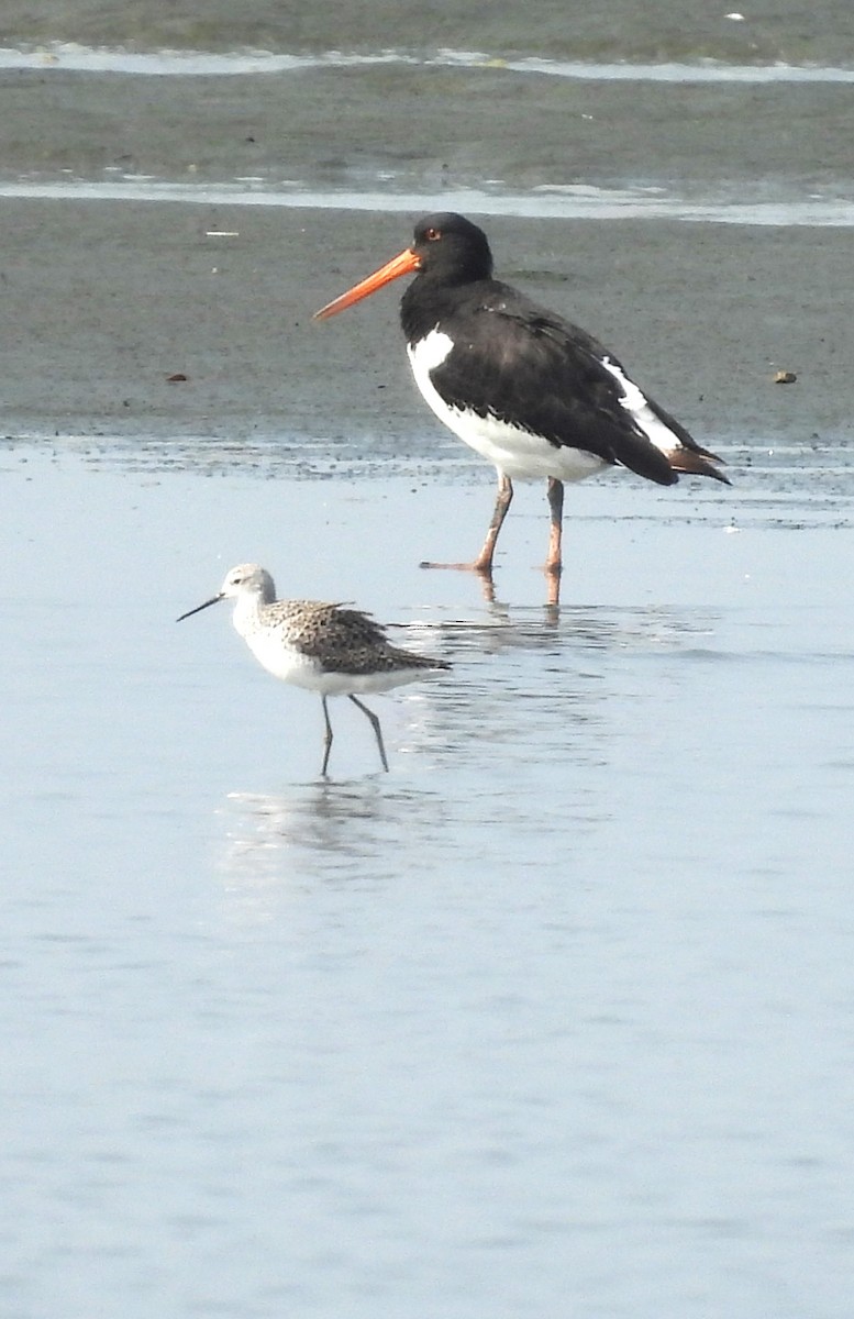 Eurasian Oystercatcher - ML554878731