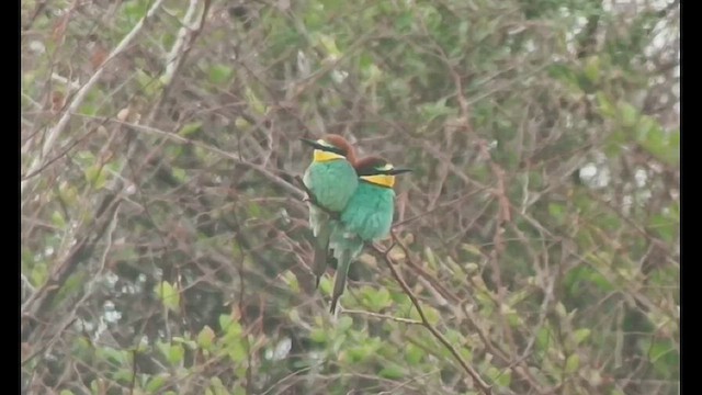 European Bee-eater - ML554878891