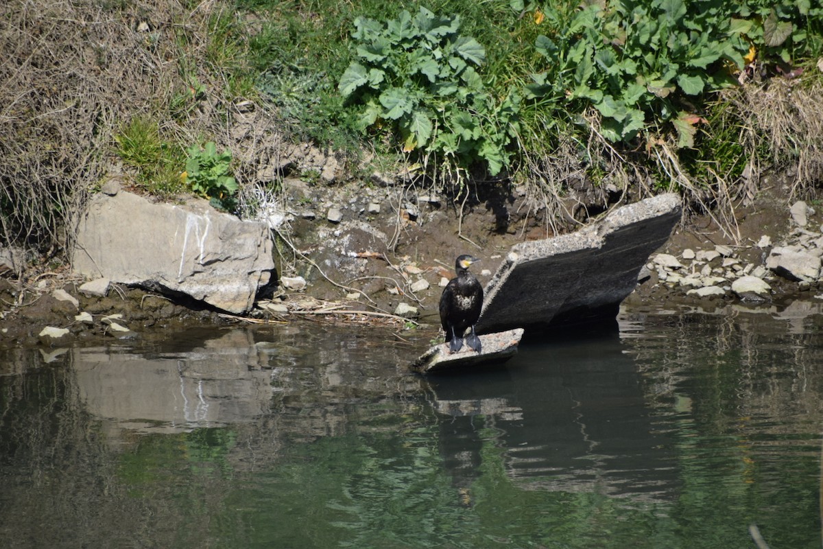 Cormorano - ML554879051
