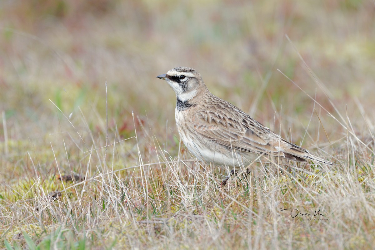 Horned Lark - Devon Yu