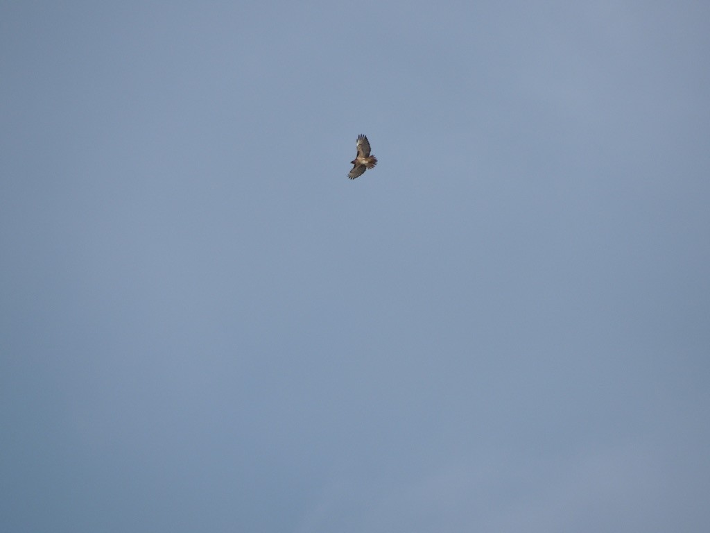 Red-tailed Hawk - ML554880751