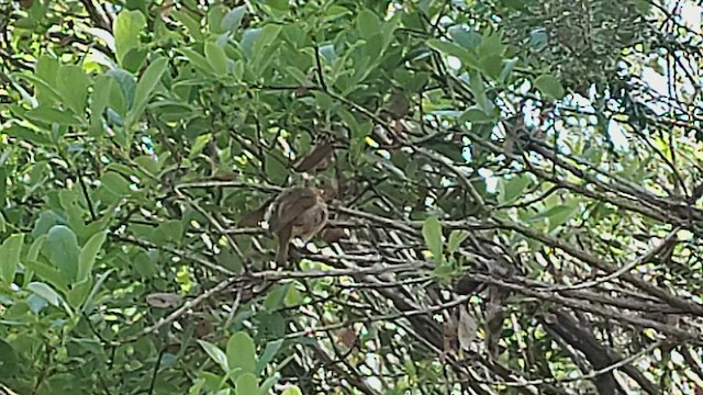 Hawaii-Akepakleidervogel - ML554882031