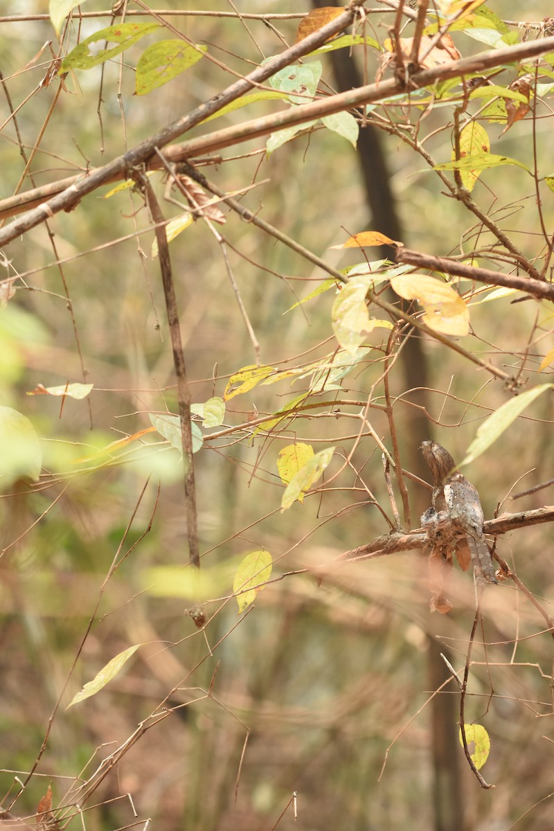 Blyth's Frogmouth - ML554882121