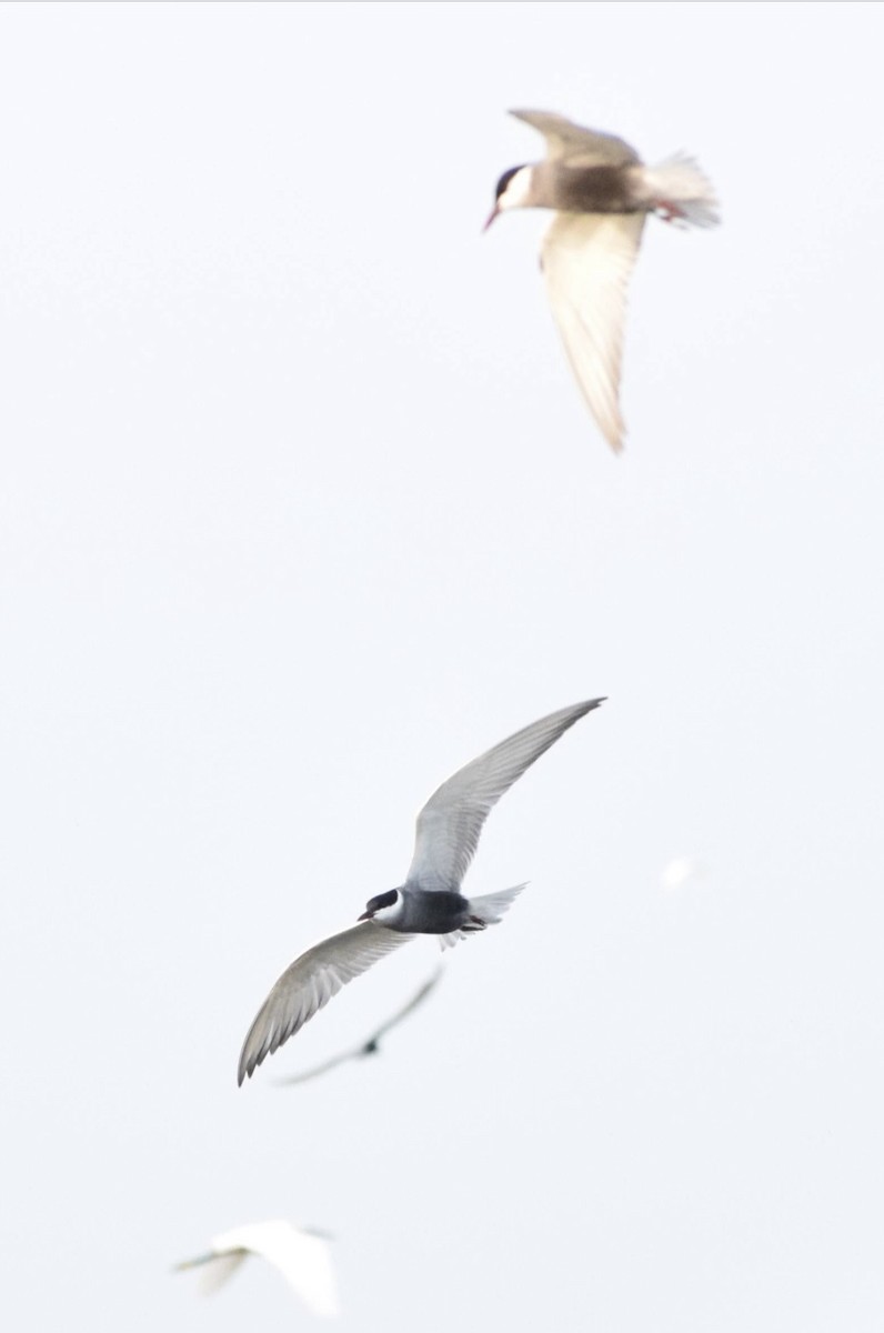 Whiskered Tern - ML554882291